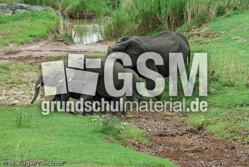 Afrikanischer Elefant (110 von 131).jpg